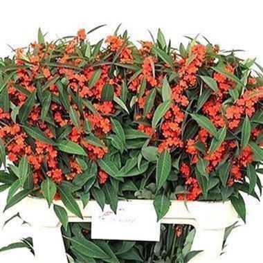Euphorbia Queen of Orange
