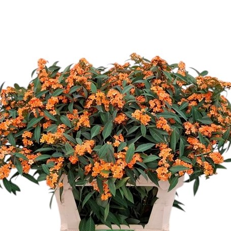 Euphorbia Fulgens Supernova (Spray)