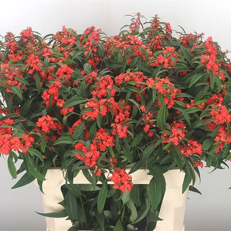 Euphorbia Marielle