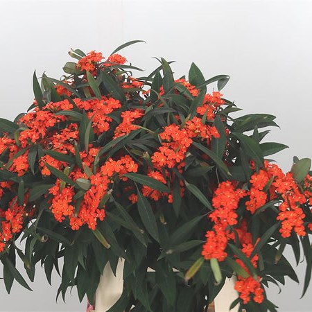 Euphorbia Orange Queen
