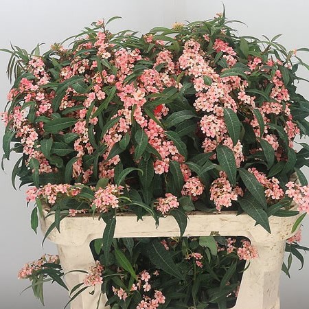 Euphorbia Pink Baron