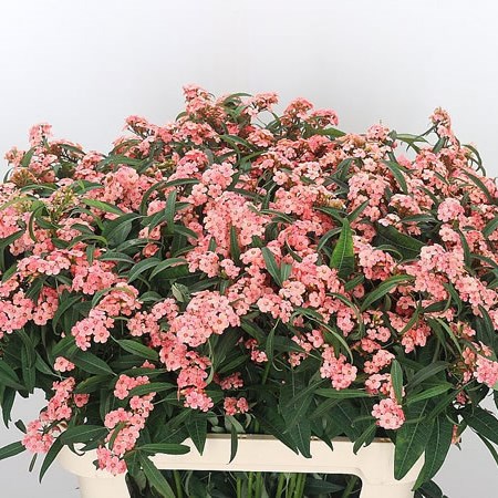 Euphorbia Pink Baron