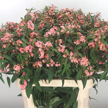 Euphorbia Pink Baron