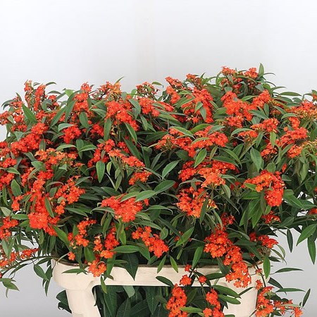 Euphorbia Queen of Orange