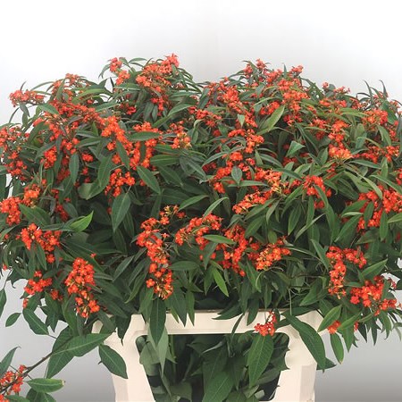 Euphorbia Queen of Orange