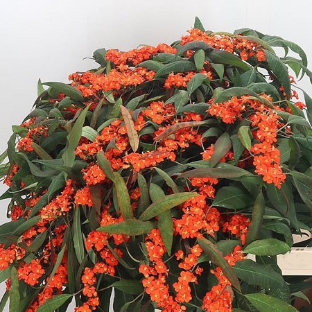 Euphorbia Queen of Orange