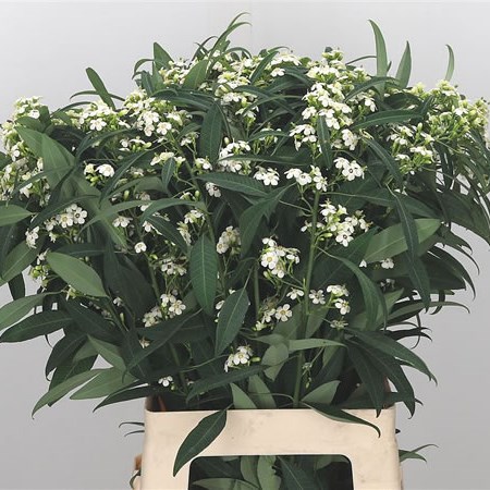 Euphorbia Quicksilver