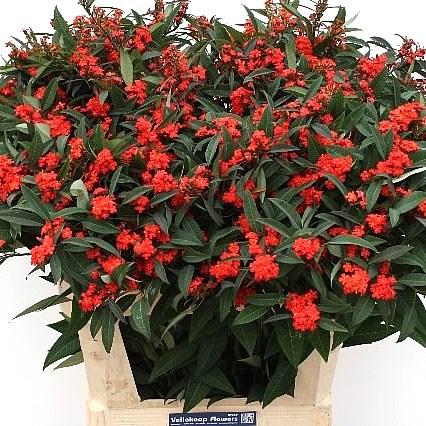 Euphorbia Red Surprise