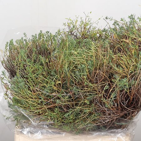 Euphorbia Spinoza