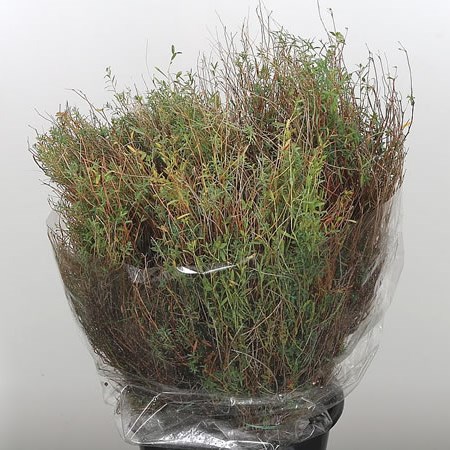 Euphorbia Spinoza