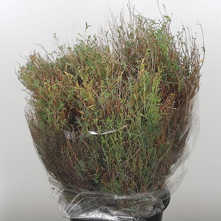 Euphorbia Spinoza
