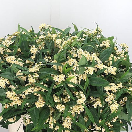 Euphorbia Spray Algevo