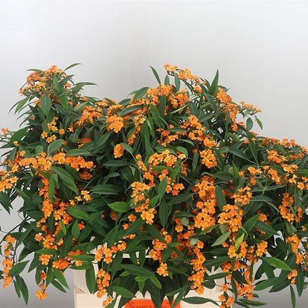 Euphorbia Sunstream