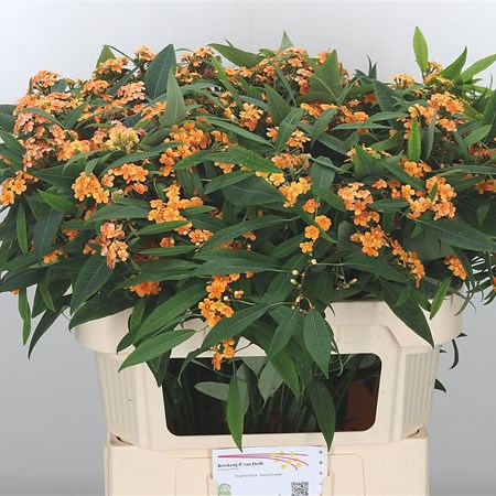 Euphorbia Sunstream