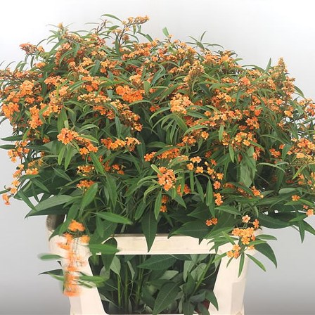 Euphorbia Sunstream