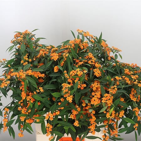 Euphorbia Sunstream