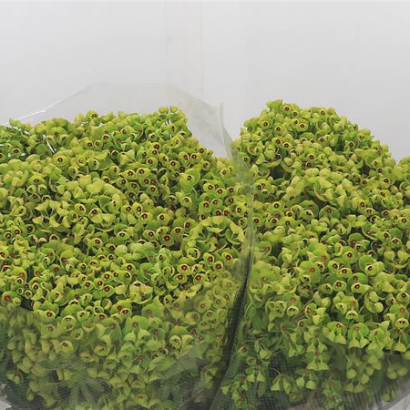 Euphorbia X Martinii