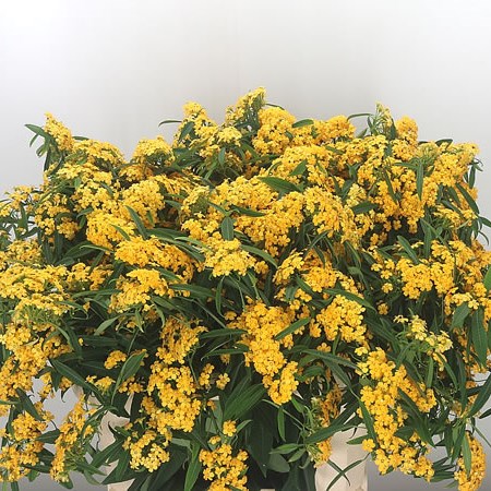 Euphorbia Yellow River