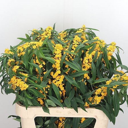 Euphorbia Yellow River