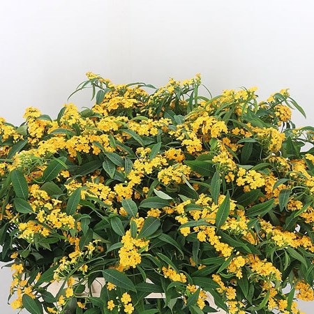 Euphorbia Yellow River