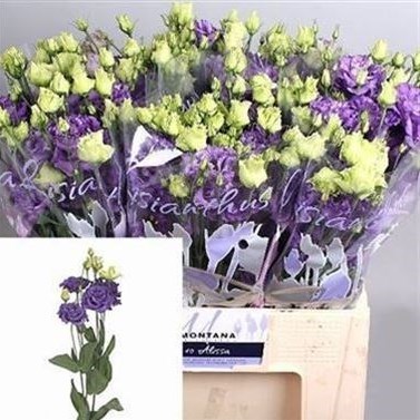 Eustoma Lisianthus Dbl. Alissa Blue