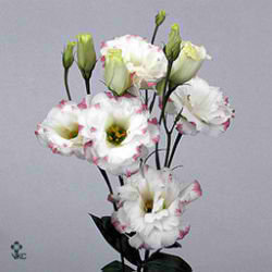 Lisianthus Eustoma dbl. Echo Pink Picottee