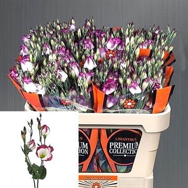 Eustoma Lisianthus Adom Red Picotee