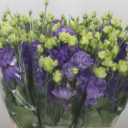 Eustoma Lisianthus Dbl. Alissa Blue