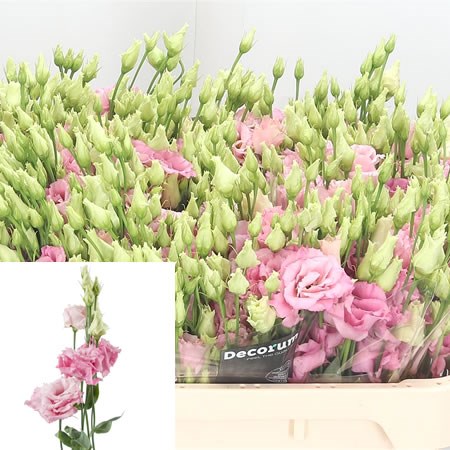 Eustoma Lisianthus Dbl. Alissa Rose