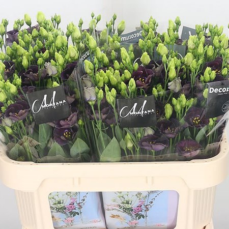 Eustoma Lisianthus Bohemi Black Violet