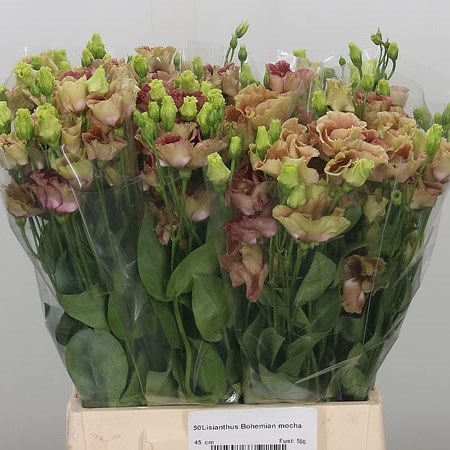 Eustoma Lisianthus Bohemian Mocha