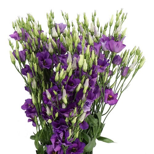 Eustoma Blue Eustoma Lisianthus Botanic Blue 70cm | Wholesale Dutch Flowers ...