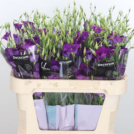 Eustoma Botanic Blue Eustoma Lisianthus Botanic Blue 75cm | Wholesale Dutch Flowers ...