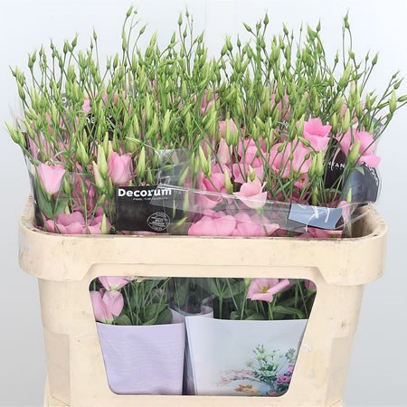 Eustoma Lisianthus Botanic Pink