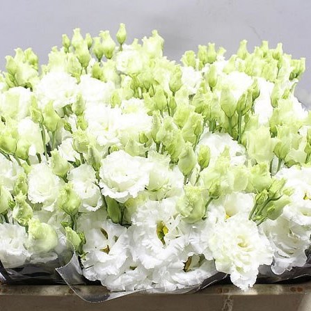 Eustoma Lisianthus Dbl. Celeb Chrystal