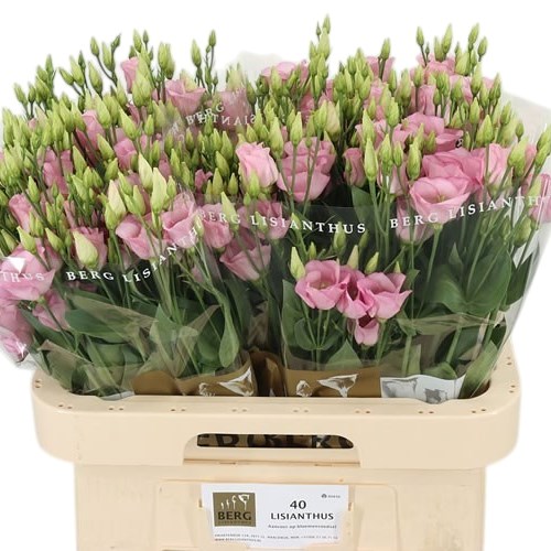 Eustoma Lisianthus Claire Light Pink