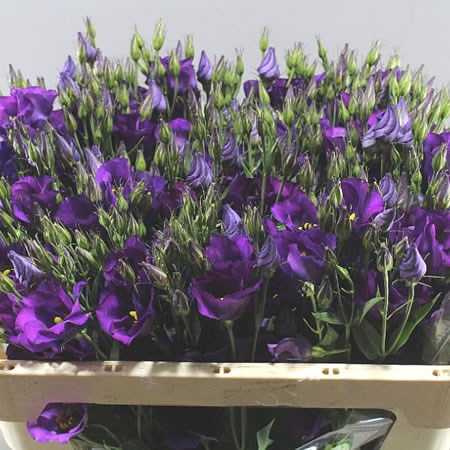 Eustoma Lisianthus Colorado Purple