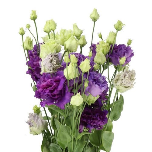 Eustoma Lisianthus Dbl. Alissa Blue Flash