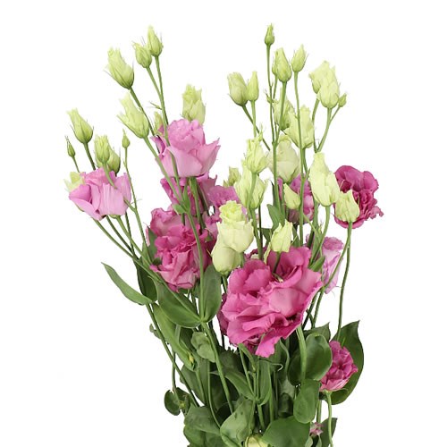 Eustoma Lisianthus Dbl. Alissa Celeb Grape