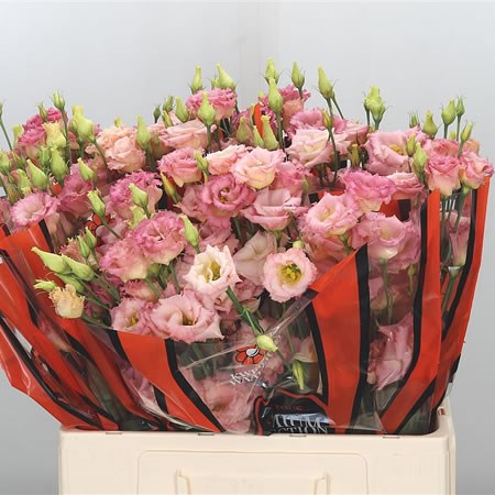 Eustoma Lisianthus Dbl. Alissa Champagne
