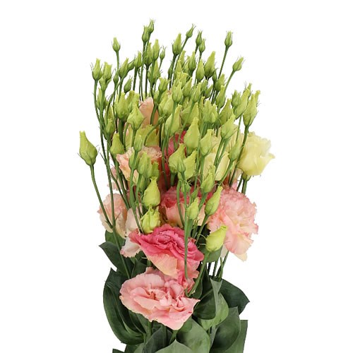Eustoma Lisianthus Dbl. Alissa Champagne