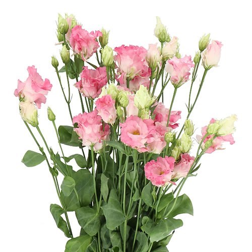 Eustoma Lisianthus Dbl. Alissa First Love
