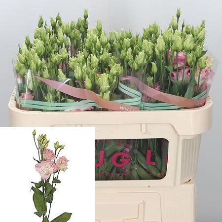 Eustoma Lisianthus Dbl. Alissa First Love