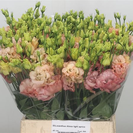 Eustoma Lisianthus Dbl. Alissa Light Apricot