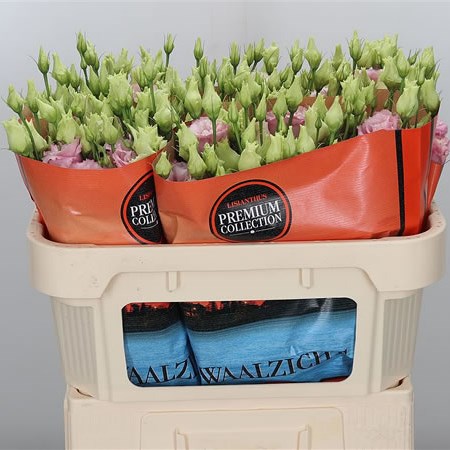 Eustoma Lisianthus Dbl. Alissa Light Pink