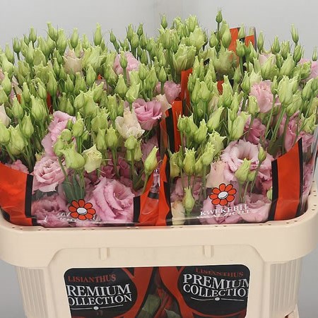 Eustoma Lisianthus Dbl. Alissa Light Pink