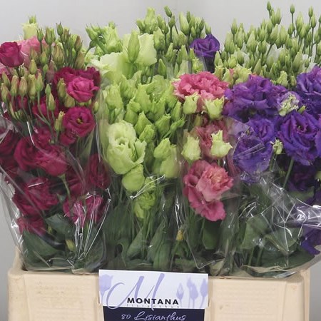 Eustoma Lisianthus Dbl. Alissa Mix