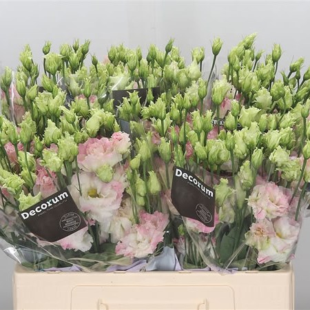 Eustoma Lisianthus Dbl. Alissa Pink Flash