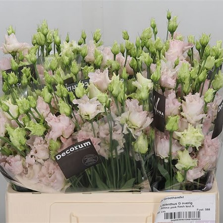 Eustoma Lisianthus Dbl. Alissa Pink Flash