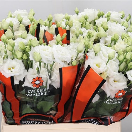 Eustoma Lisianthus Dbl. Alissa Pure White